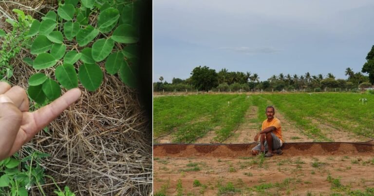 मोरिंगा की नई कहानी: डॉ. कंदासामी सरावणन का सफर